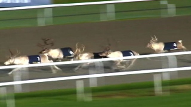 VIDEO: Santas reindeer competed in the first annual Reindeer Derby outside of London.