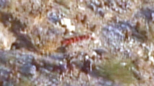 VIDEO: Hikers Dramatic Rescue After 10-Foot Fall