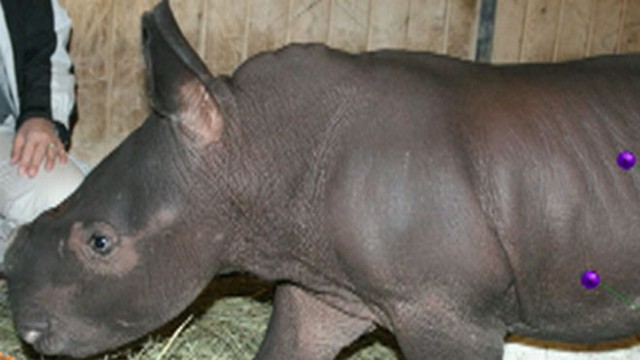 VIDEO: Albuquerque BioPark Zoo Welcomes Baby Rhino