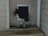 VIDEO: Pet doors have led to the deaths of more than 100 children.