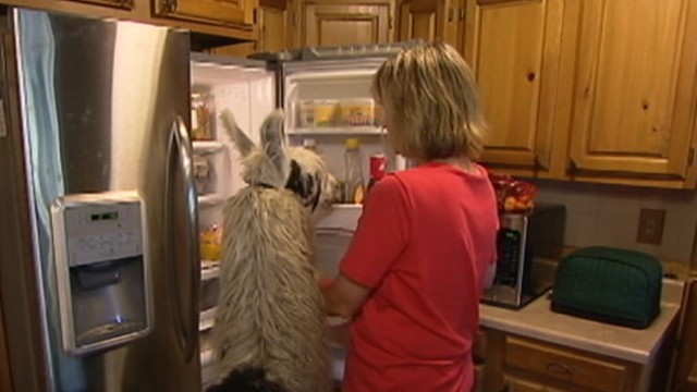 VIDEO: If a dog or a cat seems too traditional, consider adding this large mammal to your family.