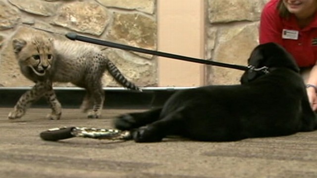 VIDEO: Cheetah Cubs Grow up Alongside a Puppy