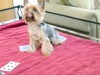 VIDEO: Dog vs. Dog: Ruby the Yorkie Plays Poker