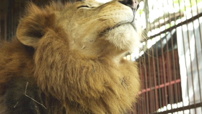 VIDEO: Large-scale rescue mission saves 25 former circus lions from Bolivia.