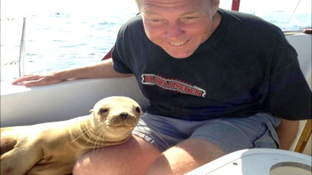 Video: Baby Sea Lion Jumps Onto Boat