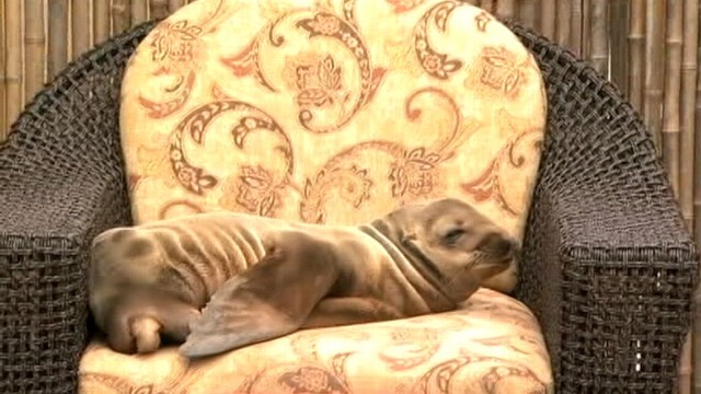 VIDEO: Officials from SeaWorld San Diego came to the pups rescue.