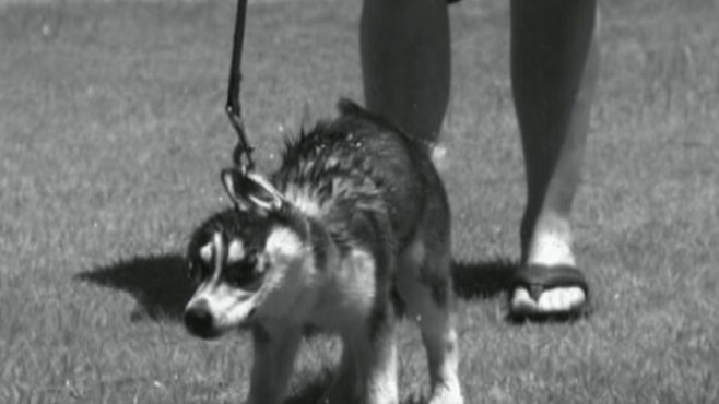 VIDEO: A Look at Why Dogs Shake
