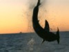 Great White