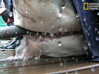 Catching Great Whites for Research