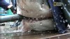 VIDEO: An elite crew of fishermen and researchers seek out the predatory shark.