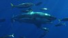 VIDEO: Underwater With Great Whites