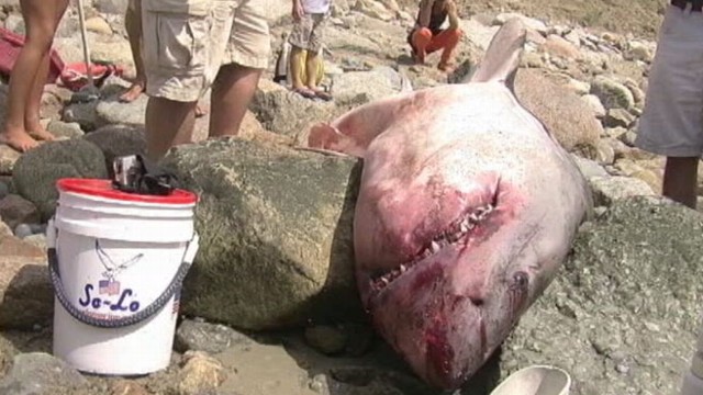 VIDEO: Officials scramble to determine how many sharks are lurking off the coast.