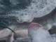 VIDEO: Protecting Sharks in Australia
