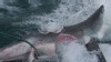 VIDEO: Protecting Sharks in Australia