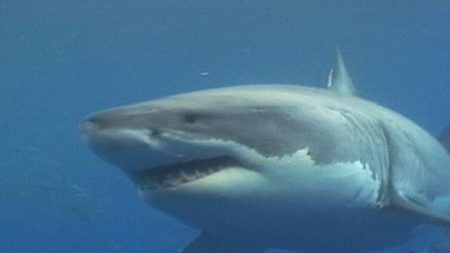 VIDEO: Its unusual to have shark warnings on both coasts so early in the summer.