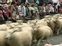 No Bull! Running of the Sheep