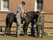 horse