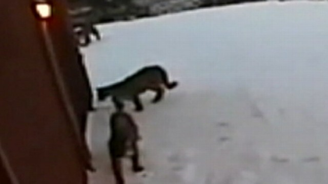 VIDEO: Mountain Lions Prowl Outside Home