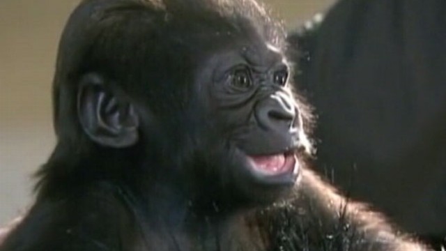 VIDEO: Orphaned Gorilla Adopted by New Mom