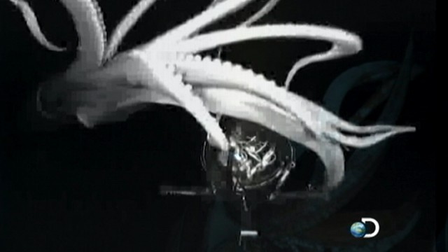 VIDEO: Giant Squid Caught on Tape