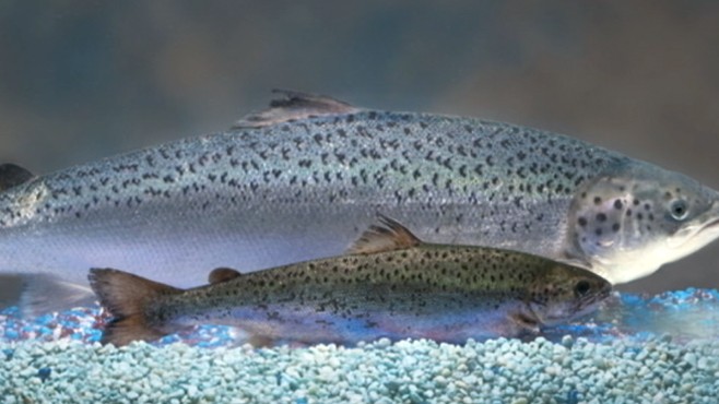 VIDEO: The salmon are injected with a growth hormone that environmentalists criticize.