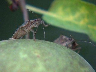 Watch: Stink Bugs Move Inside as Temperatures Drop