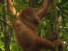 Rehabbing Rain Forest Orangutans