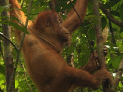 VIDEO: Endangered Species in Sumatra