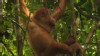 VIDEO: Endangered Species in Sumatra