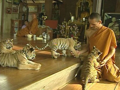 VIDEO: Baby tigers and monks at the Tiger Temple in Thailand.
