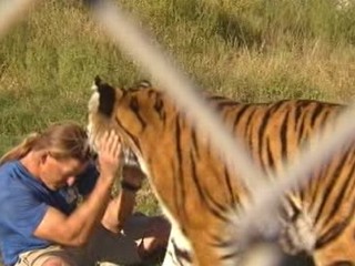 Watch: Arizona Zookeeper Swims With Bengal Tiger