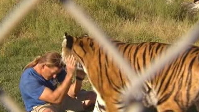 VIDEO: Animal experts worry about the consequences of Jeff Harwells swim with tigers.