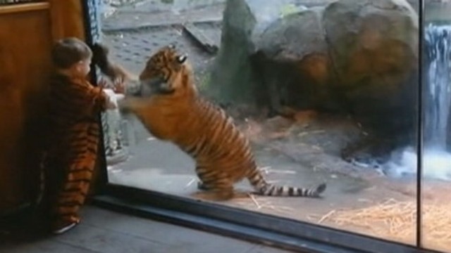 VIDEO: Toddler in Tiger Costume Taunts Real Life Tiger Cub