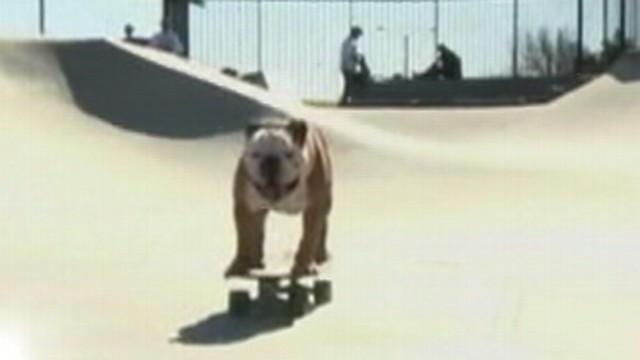 VIDEO: Bulldog is world famous for his surfing and skateboarding skills.