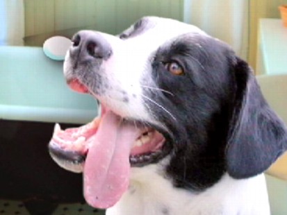 VIDEO: Find out the best ways to clean up your dogs canines.