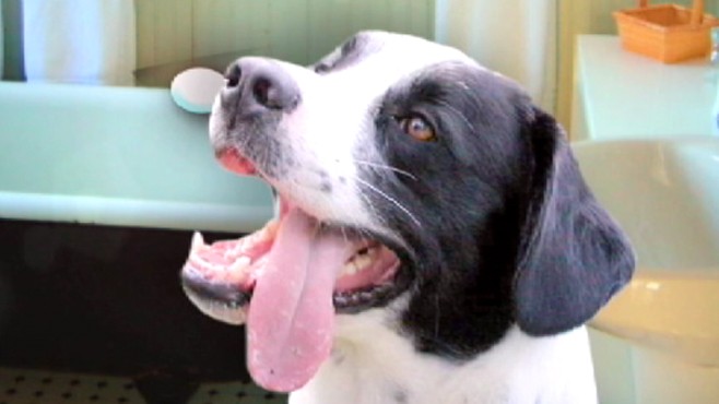 VIDEO: Find out the best ways to clean up your dogs canines.