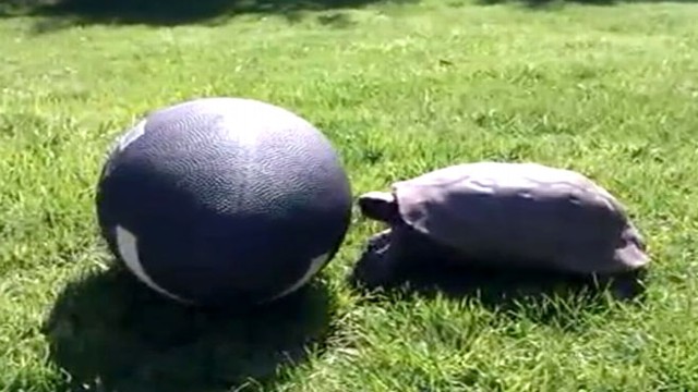 VIDEO: Freddy the tortoise spends his summers in the yard playing with the pigskin.