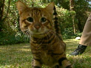 toyger playing