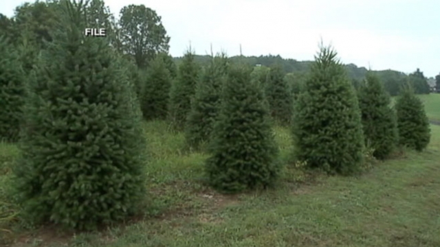 VIDEO: Root Rot Threatens Christmas Fir Trees