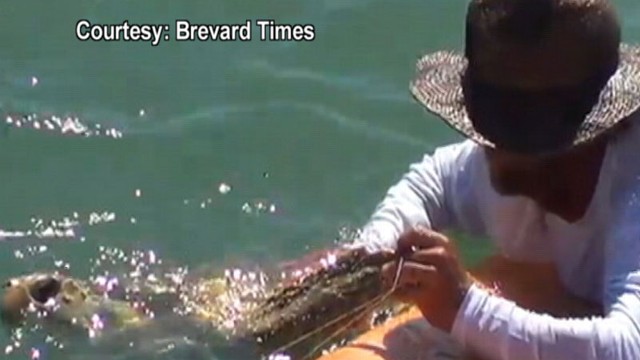 VIDEO: The loggerhead sea turtle was tangled in fishing lines off the Cocoa Beach Pier.