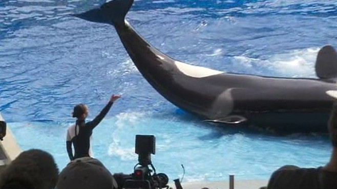 VIDEO: Trainer Dawn Brancheau was drowned by the killer whale a year ago.