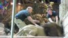 VIDEO: Jack Hanna weighs in on the lion that lunged at its trainer at the MGM Grand.