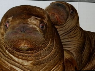 Watch: Orphaned Baby Walrus Gets New Home in New York