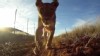 VIDEO: Curious lion grabs nature photographer's digital camera left in the grasslands.