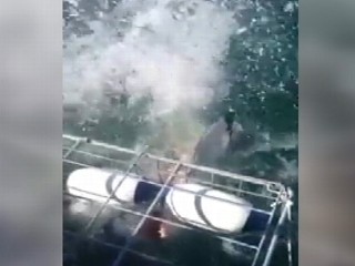 Watch: Shark Attacks Newlyweds on Honeymoon: Caught on Tape