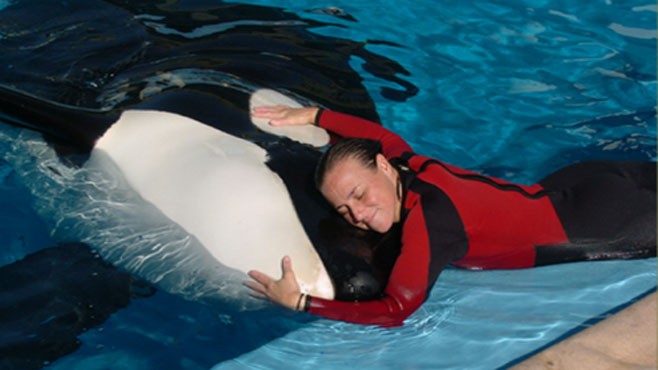 VIDEO: SeaWorld Resumes With Whale Shows
