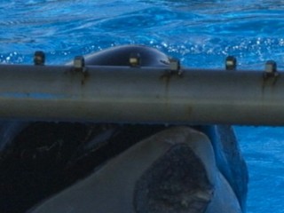 Watch: Killer Whale at San Diego SeaWorld Has Mysterious Wound