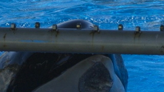 VIDEO: Debate brews about whether Nakai was injured during show or whale attack.
