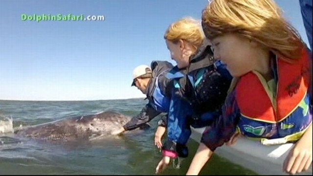 VIDEO: Whale Watchers Pet Grey Whale