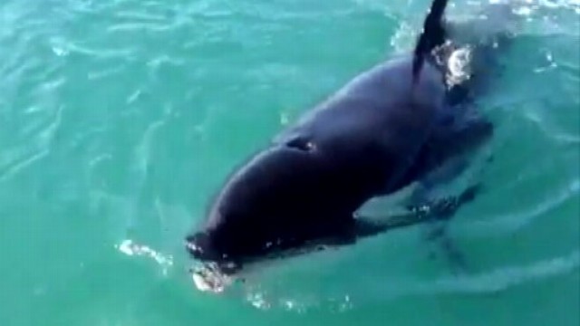 VIDEO: Fishermen Get Whale of a Surprise
